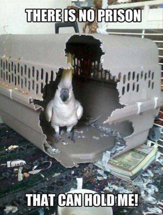 A white cockatoo looks at camera through a hole in the wall of a cage. White text overlaid: "there is no prison that can hold me"