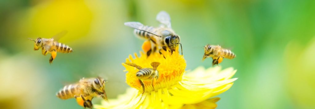 A dandelion in the field surrounded by bees.